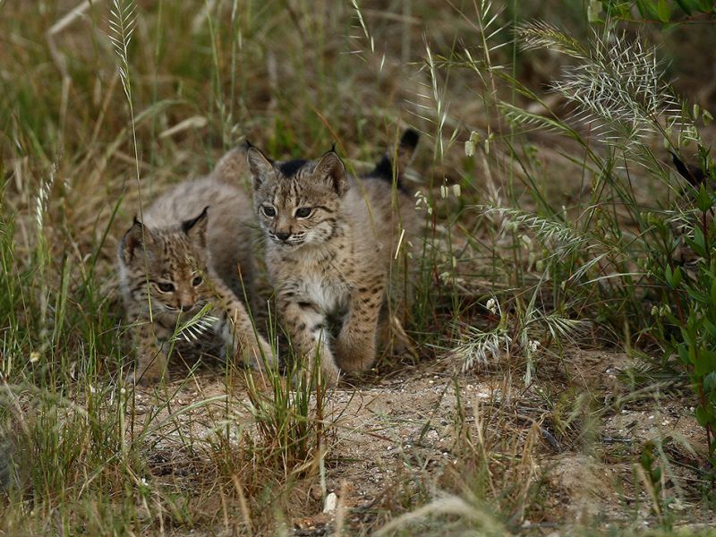 La población de linces ibéricos alcanza su máximo histórico: 1.668 ejemplares