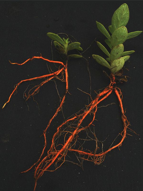 El CSIC estudia cómo crear biofactorías de azafrina, un colorante saludable y escaso originario de América del Sur