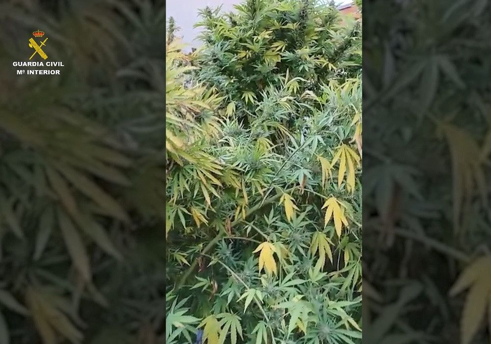 La Guardia Civil interviene cerca de una tonelada de marihuana en Cuenca