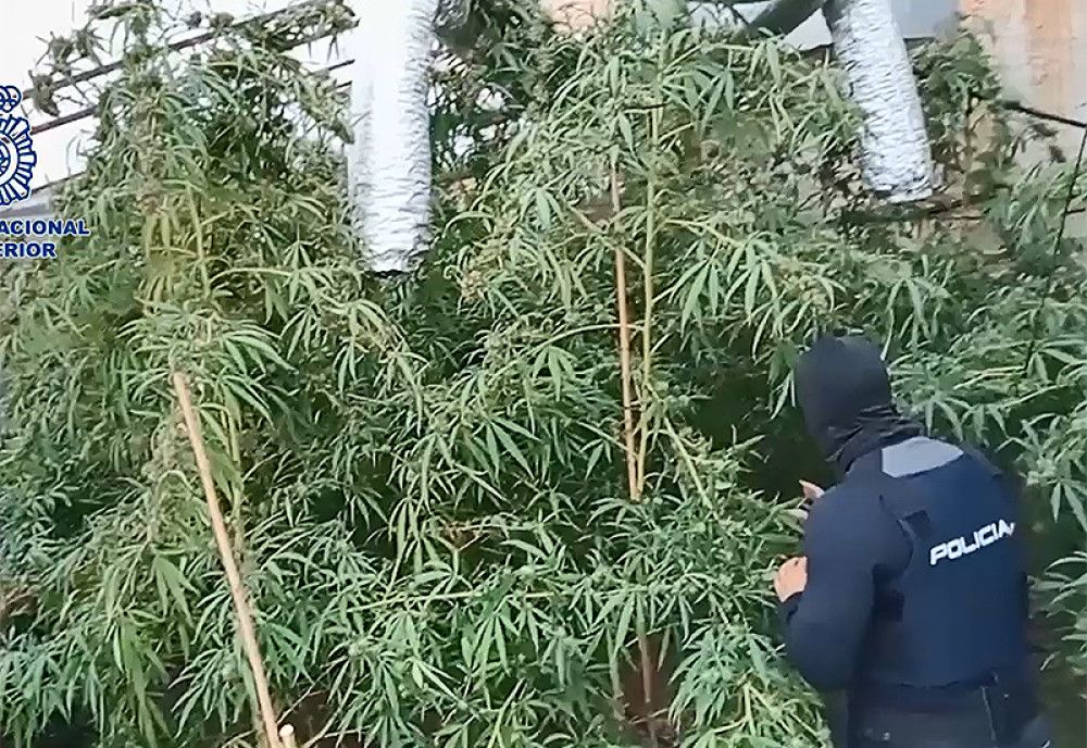 La Policía Nacional desmantela una red de narcotráfico y blanqueo de capitales que lideraban tres empresarios de la Axarquía