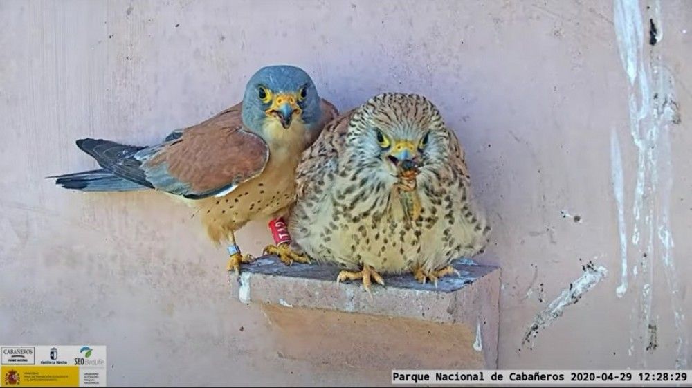 Cámaras web instaladas en el Parque de Cabañeros permitirán seguir en directo la temporada de cría del cernícalo primilla y de la lechuza común