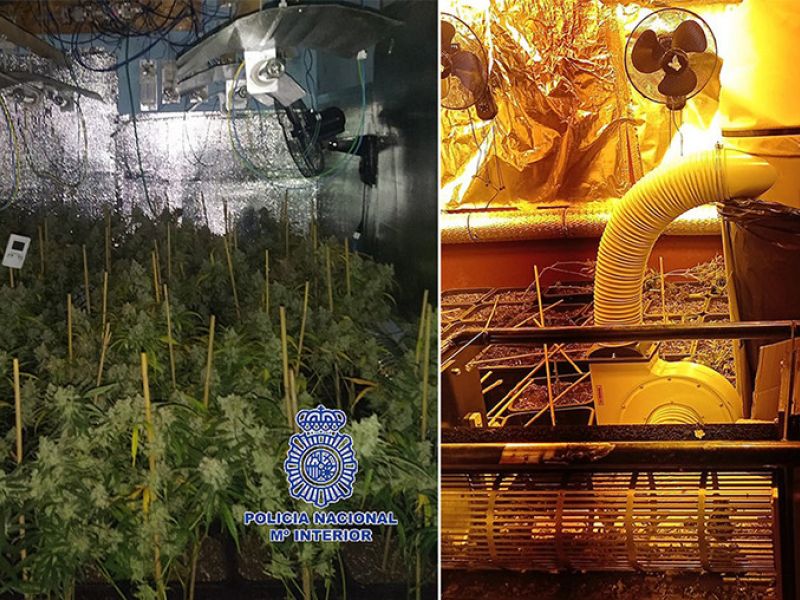 La Policía Nacional detiene a una pareja en Málaga que había habilitado en la planta superior de su casa una plantación de marihuana