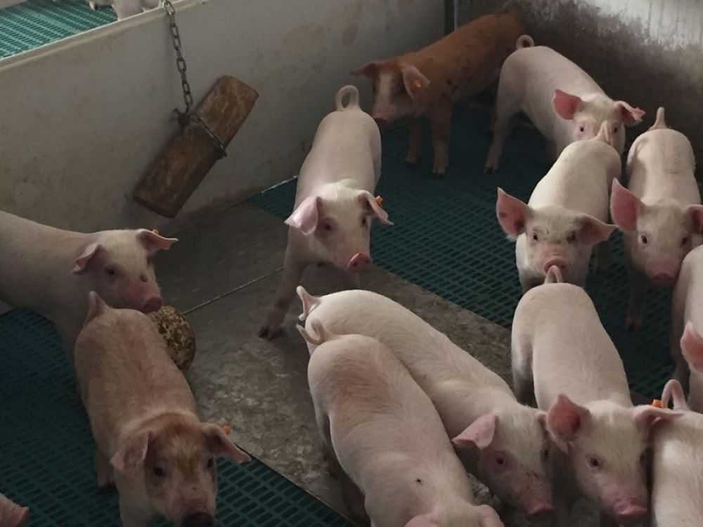 China autoriza la exportación de carne y productos del porcino a ocho nuevos establecimientos españoles