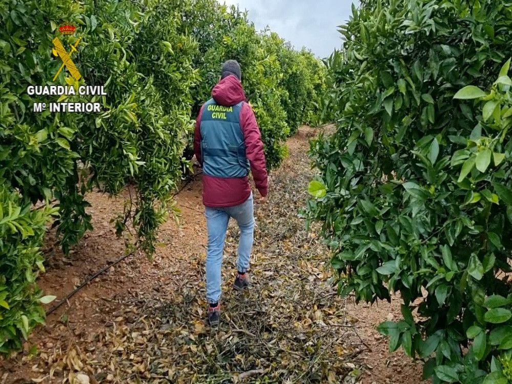 La Guardia Civil detiene a un hombre que injertó más de 3.600 mandarinos de forma ilícita