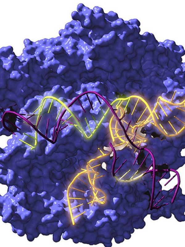 Resucitan ancestros de la herramienta de edición genética CRISPR de hace 2.600 millones de años