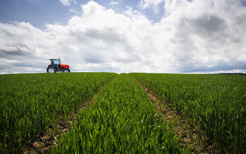 Cepsa y CSIC investigarán la plantación de cultivos energéticos en zonas rurales para producir biocombustibles