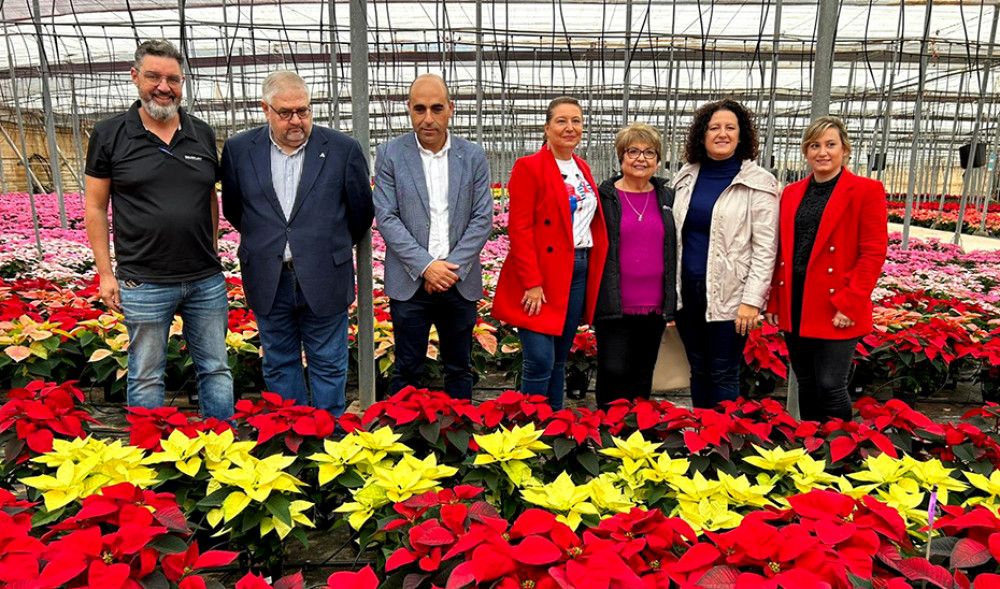 Almería produce 3,5 millones de flores de pascua que suponen el 33% del total nacional