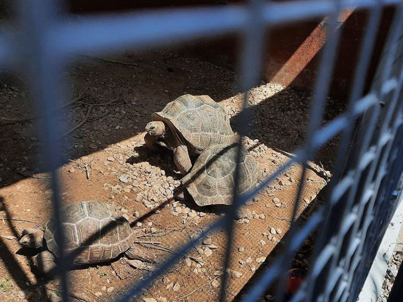 Una investigación cifra en 8.784 los animales que murieron entre 2015 y 2020 en España por delitos contra la vida silvestre
