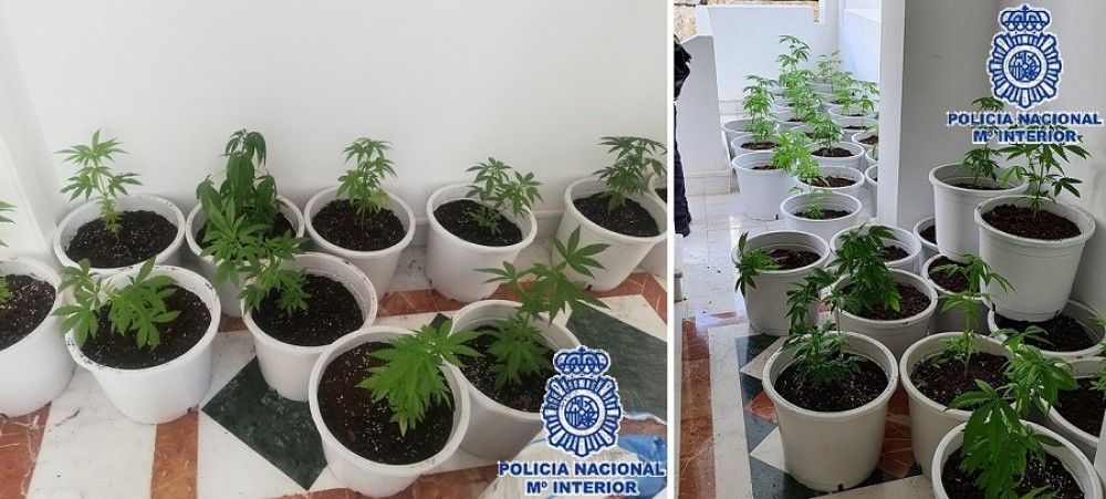 La Policía Nacional desmantela una plantación clandestina de marihuana en dos viviendas de Marbella