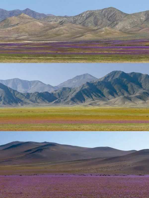 La sorprendente vegetación del desierto de Atacama protagoniza un nuevo libro de divulgación del CSIC
