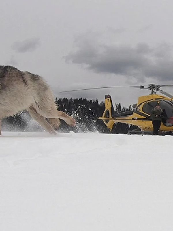 Lobos que casi se extinguen por endogamia se recuperan en una isla remota de Estados Unidos