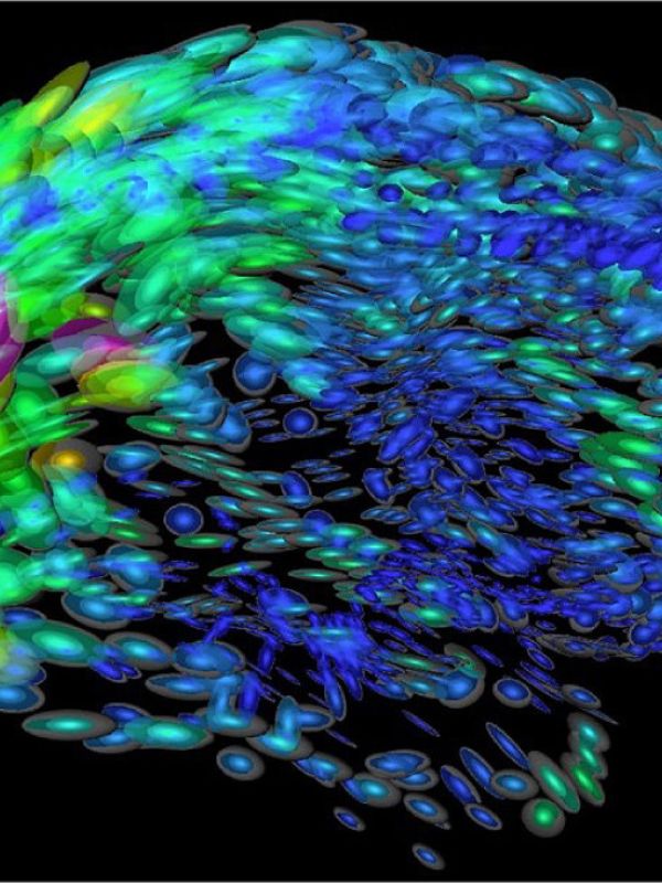 Un nuevo modelo matemático explica la relación entre la complejidad cognitiva y la asimetría cerebral