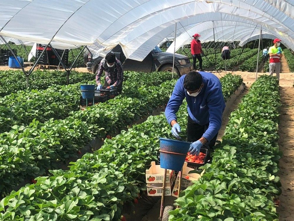 Gobierno y Junta acuerdan una guía en la contratación de temporeros con medidas para evitar el covid-19