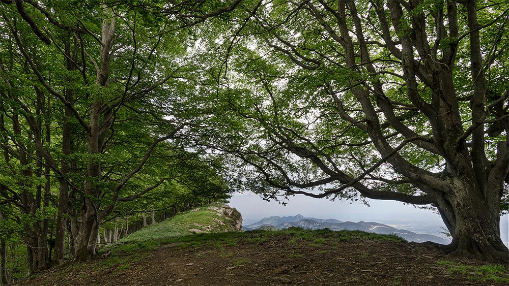Transición Ecológica saca a información pública un paquete de medidas para mejorar la planificación y gestión de los bosques
