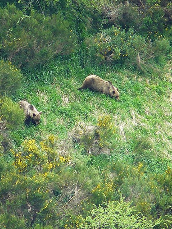 El área de distribución del oso pardo cantábrico se expande por 17.000 km2 de territorio tras décadas de disminución