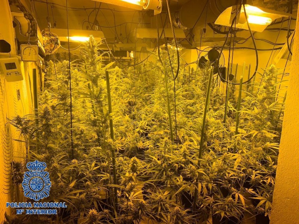 La Policía Nacional desmantela tres laboratorios con 507 plantas de marihuana en una vivienda en Vélez-Málaga y detiene al responsable