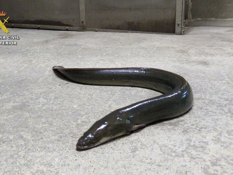 La Guardia Civil interviene más de 18 toneladas de anguila europea en la lucha contra el tráfico de la especie