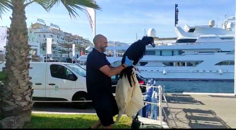 Rescatado un ejemplar joven de buitre negro que había caído al mar en Puerto Banús