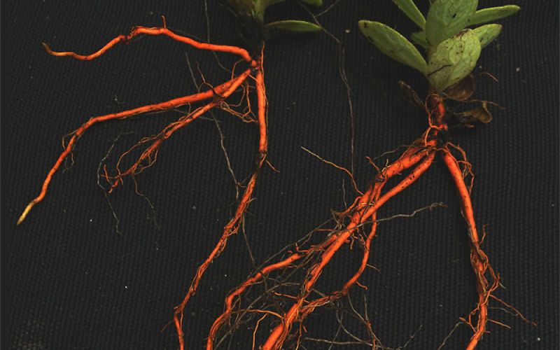El CSIC estudia cómo crear biofactorías de azafrina, un colorante saludable y escaso originario de América del Sur
