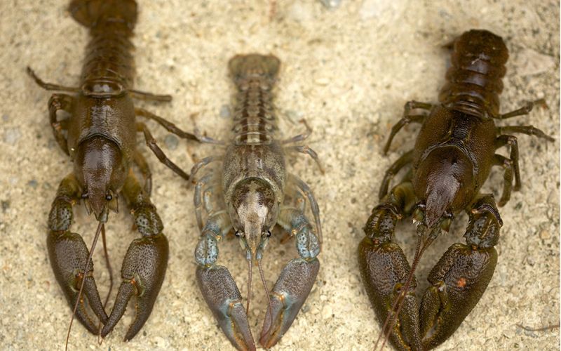 El mayor estudio en Europa sobre la diversidad del cangrejo de río insta a aplicar estrategias de conservación para la especie