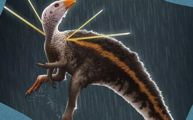 Brasil recupera el fósil de un dinosaurio emplumado de 115 millones de años