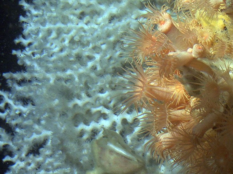 El ministerio inicia la elaboración de los planes de gestión de 15 espacios marinos protegidos