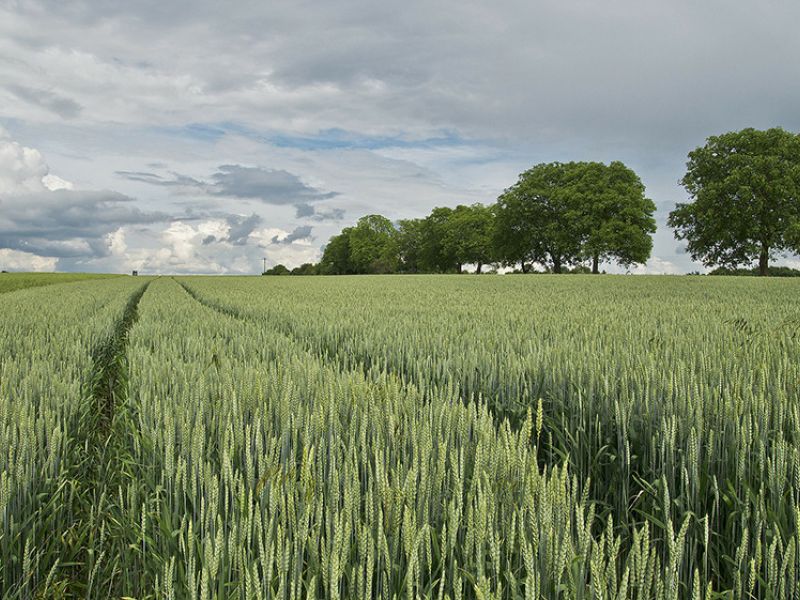 El Ministerio de Agricultura abonó ayer 281 millones de euros a los agricultores por la subida de los fertilizantes