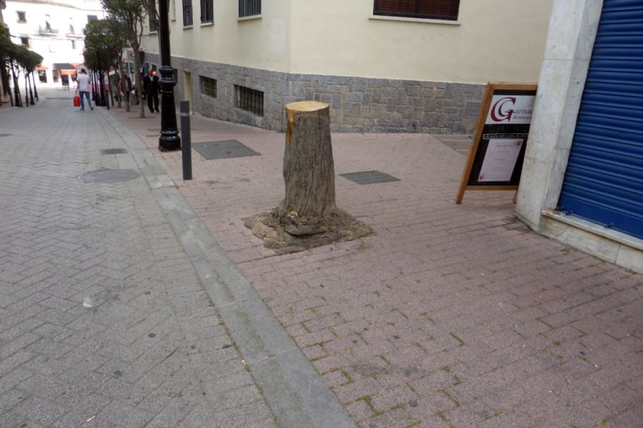 ¿Aquí no había un árbol hasta hace poco?