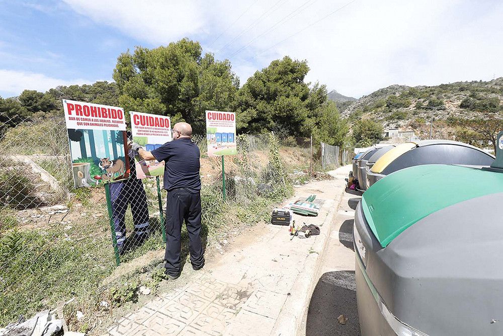 El Ayuntamiento refuerza las medidas para controlar la población de jabalíes en el municipio con una campaña informativa y con la colocación de jaulas trampa