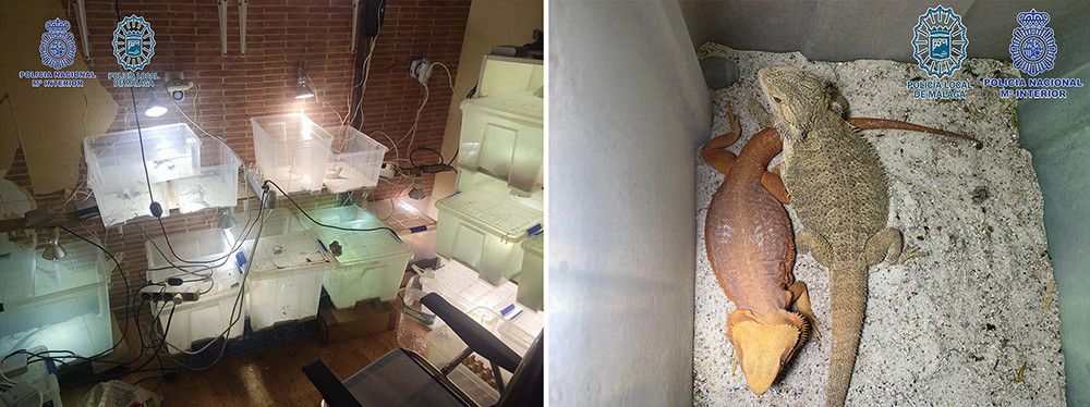 Dos detenidos en Málaga por tráfico de drogas tras localizarse en un local sustancias estupefacientes y un criadero ilegal de reptiles