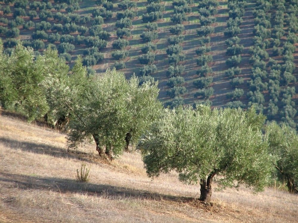 La plataforma digital para el control de prays y mosca del olivo presenta sus novedades en su segundo año