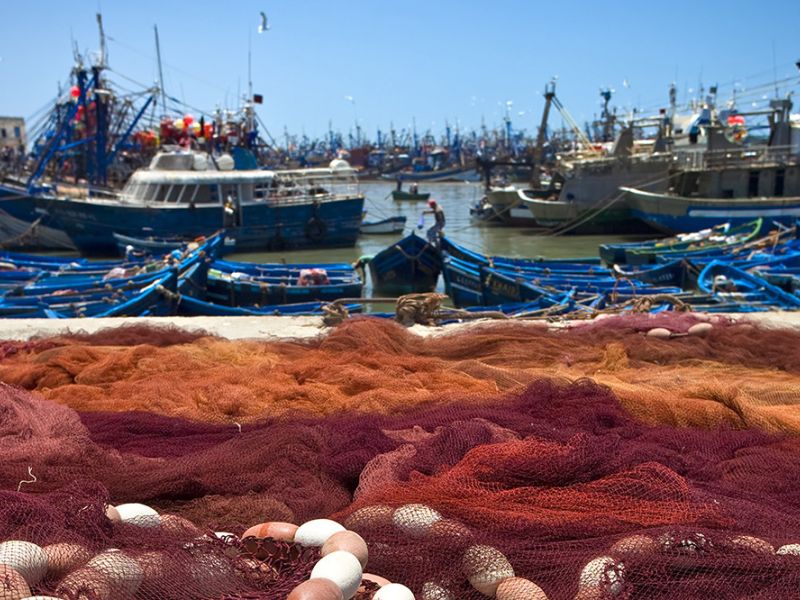 La cooperación entre España y Portugal permite la incautación de casi 25 toneladas de tintorera pescadas ilegalmente que tenían como destino el mercado europeo