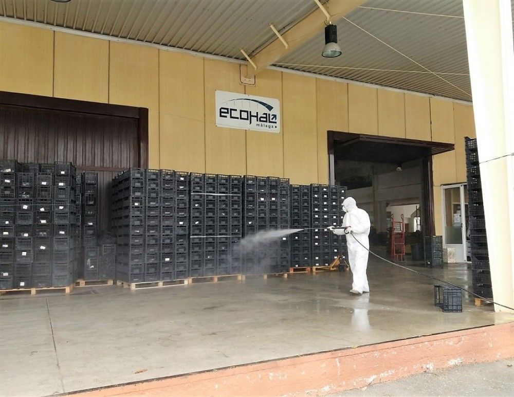 Labores de desinfección en el sector hortrofrutícola de Torrox, "uno de los principales motores económicos del municipio"