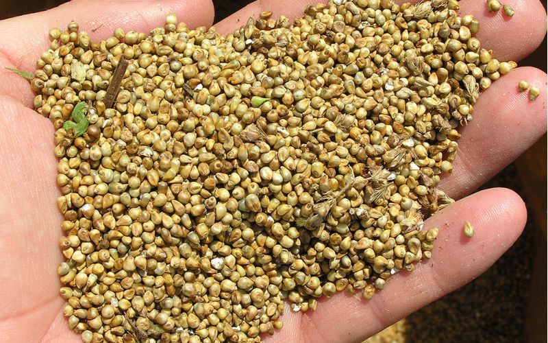 Crean una herramienta para desarrollar nuevas variedades de mijo adaptadas al cambio climático