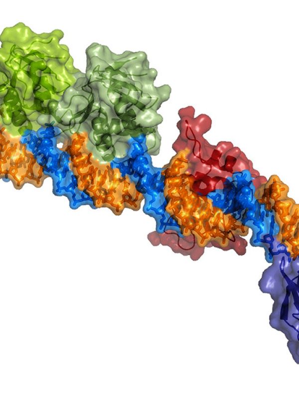 La estructura de una proteína unida al ADN revela cómo se activa la toxicidad de la bacteria del cólera