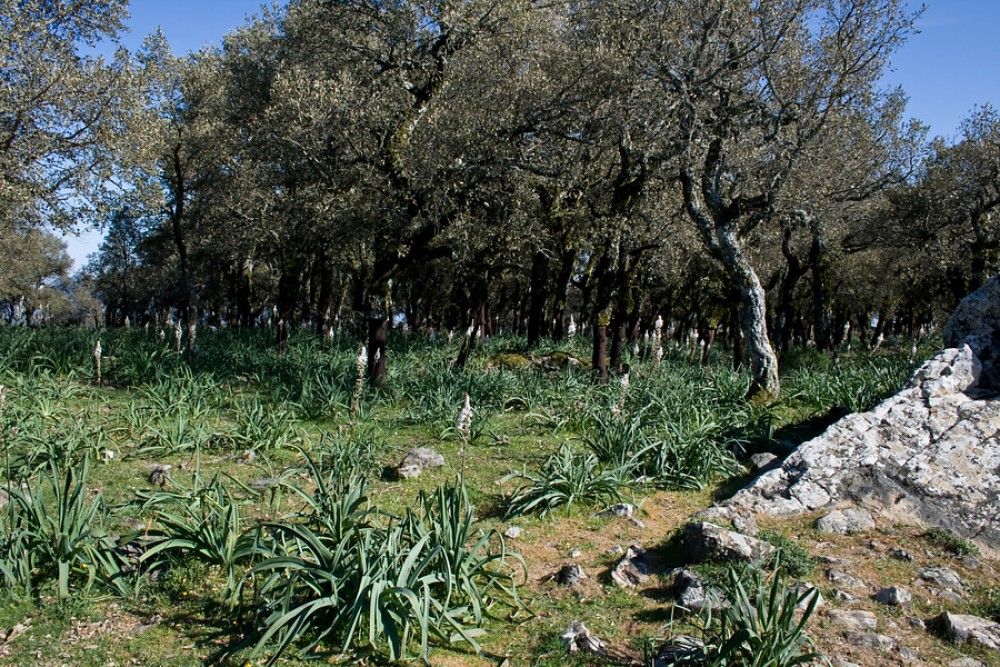 La Consejería de Agricultura declara servicio esencial’ los trámites relativos al aprovechamiento forestal