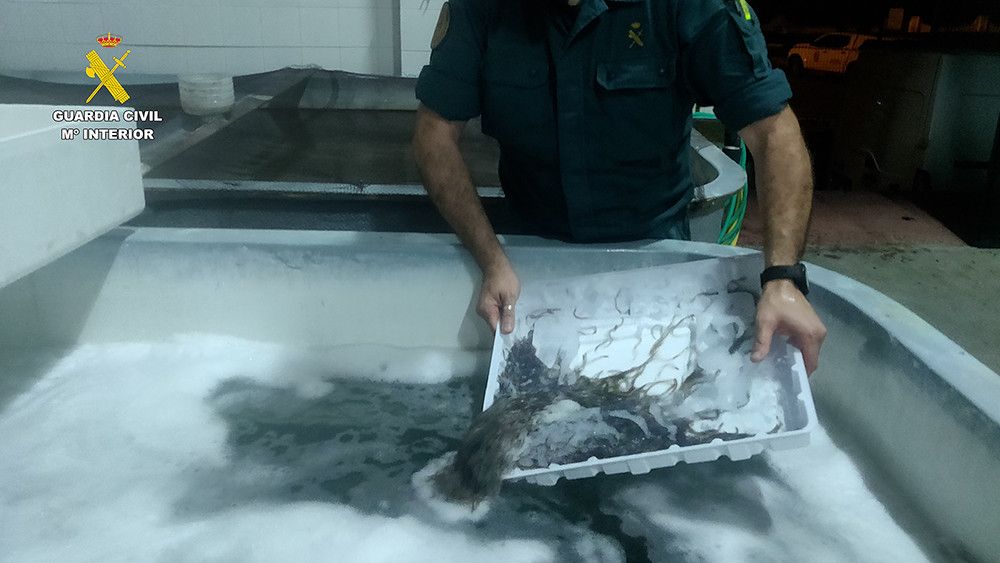 La Guardia Civil interviene más de 190 kilos de angula en el Puerto de Algeciras