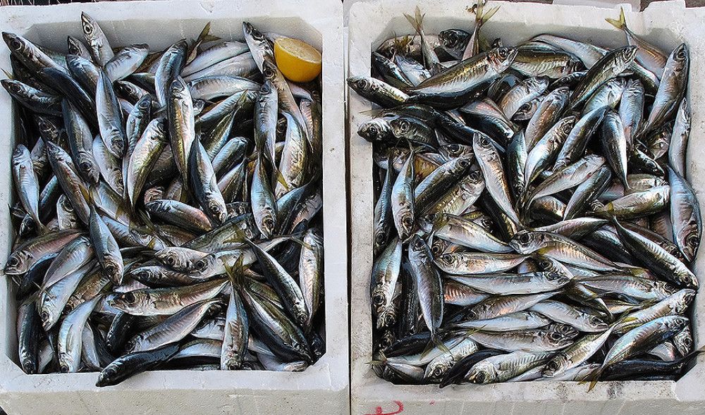 El ministerio aprueba un nuevo plan de gestión sostenible para la pesca de cerco en el Mediterráneo español