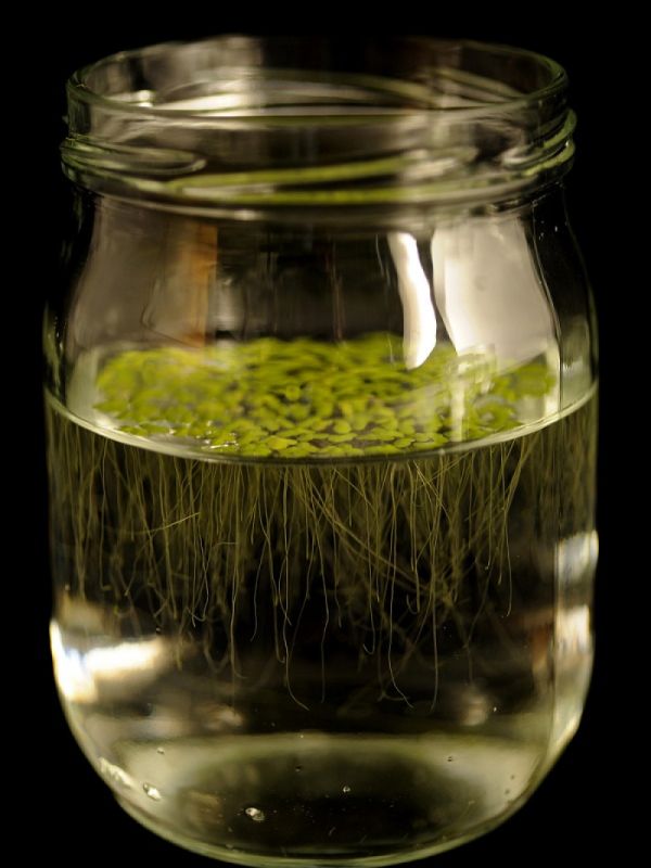 Investigadores del CSIC estudian la capacidad de las plantas para eliminar contaminantes del suelo y las aguas residuales