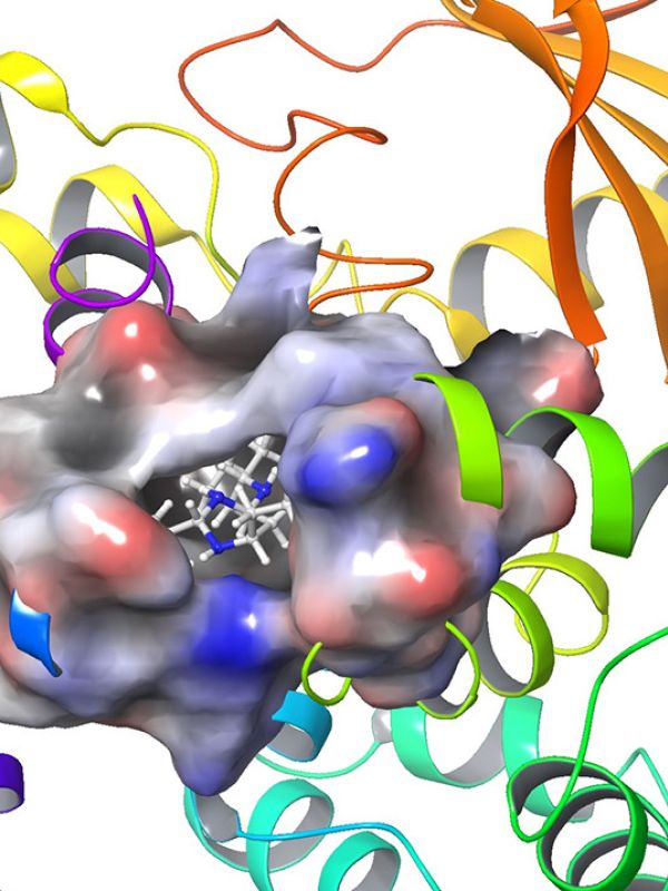 Identificada una molécula capaz de estimular la reparación del daño oxidativo del ADN