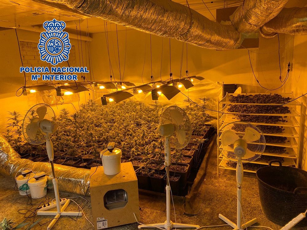 Desarticulada una red de cultivo y tráfico de marihuana ubicada a las puertas de un instituto de Rivas Vaciamadrid (Madrid)