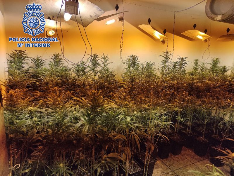 La Policía Nacional desmantela en Málaga ocho laboratorios de marihuana en domicilios gracias a la colaboración ciudadana