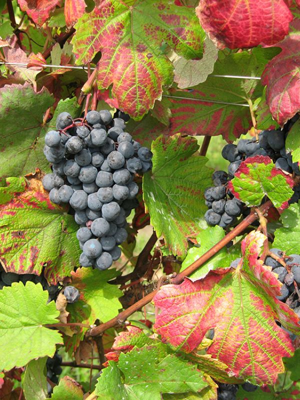 Los microbios, una herramienta para mejorar la elaboración del vino
