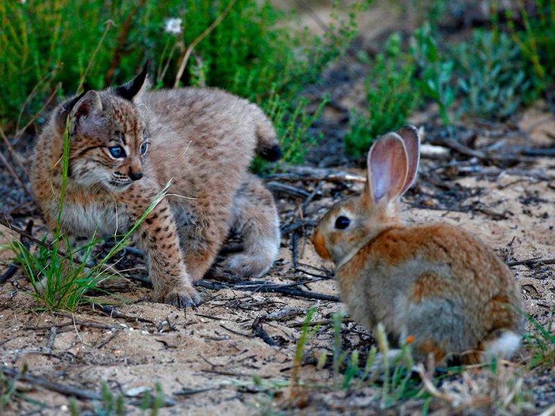 Cabañeros y Quintos de Mora podrían albergar poblaciones de lince ibérico
