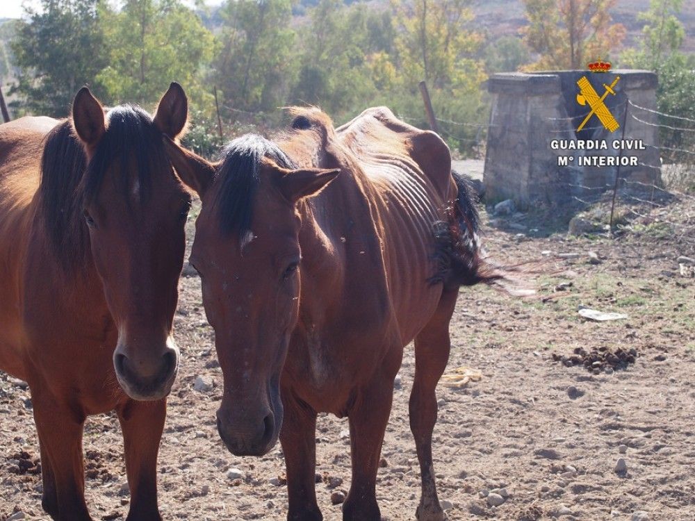 La Guardia Civil realizó el pasado año más de 200 actuaciones contra el maltrato y abandono animal  en la provincia de Málaga