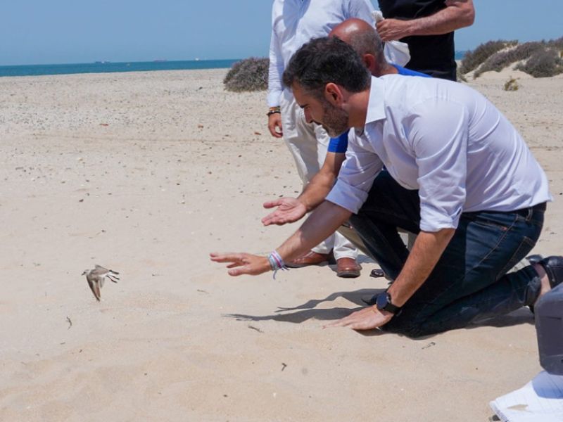 Junta, Universidad y entidades colaboran para salvaguardar dos aves protegidas en Cádiz