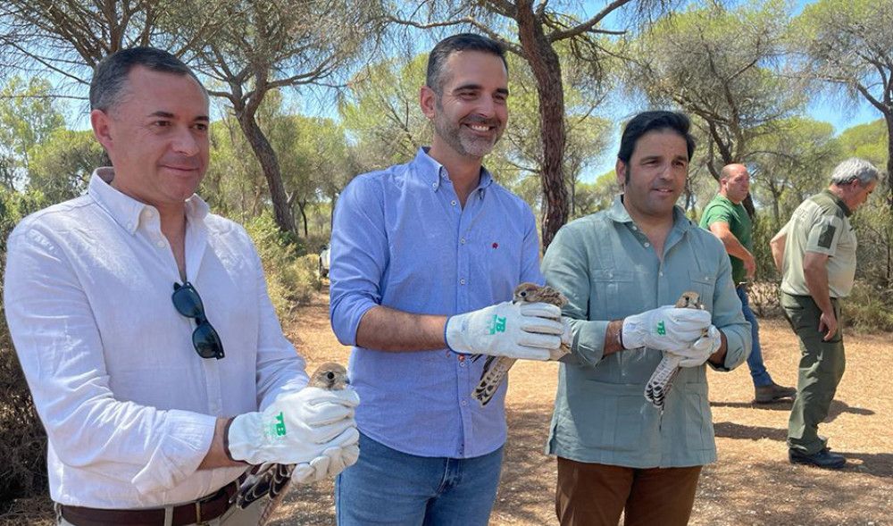La Junta libera tres cernícalos recuperados en el Paraje Natural Marismas del Odiel
