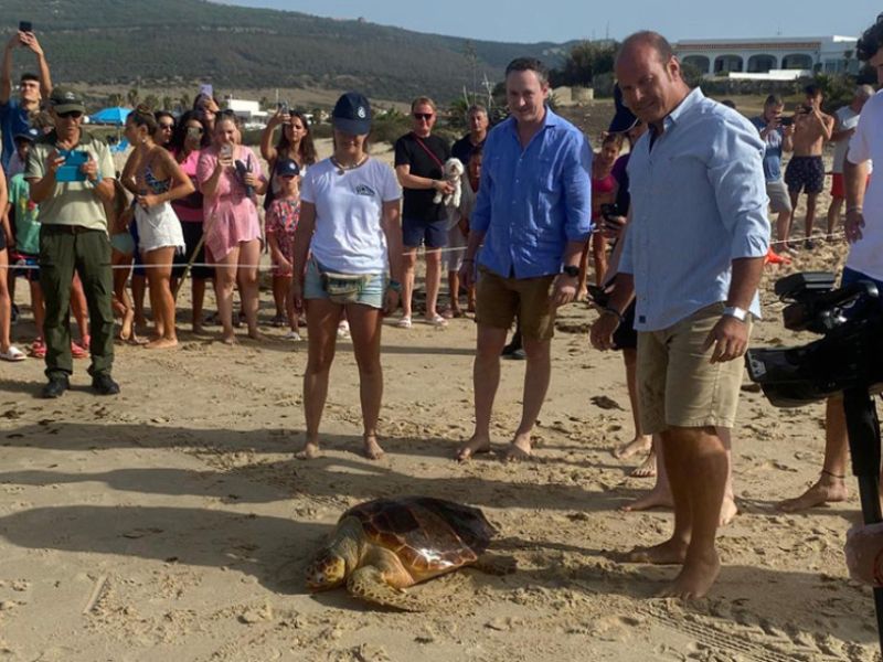 Otras cinco tortugas recuperadas vuelven a su medio natural en la playa de Bolonia