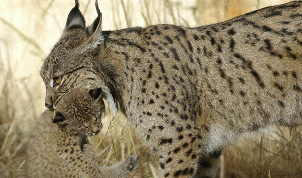 El programa Lynxconnect publica el nuevo censo de linces en Andalucía que alcanza 522 ejemplares