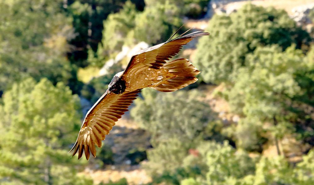 "Boni" se convierte en el primer quebrantahuesos andaluz en cruzar el Estrecho